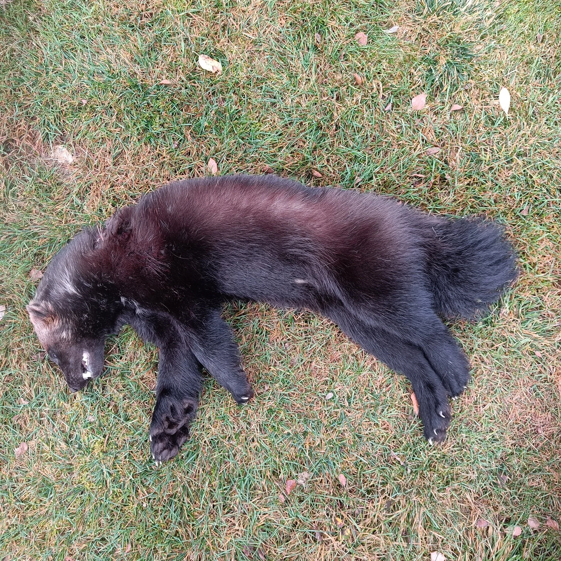 Tredje jerven skutt i Engerdaln i høst.