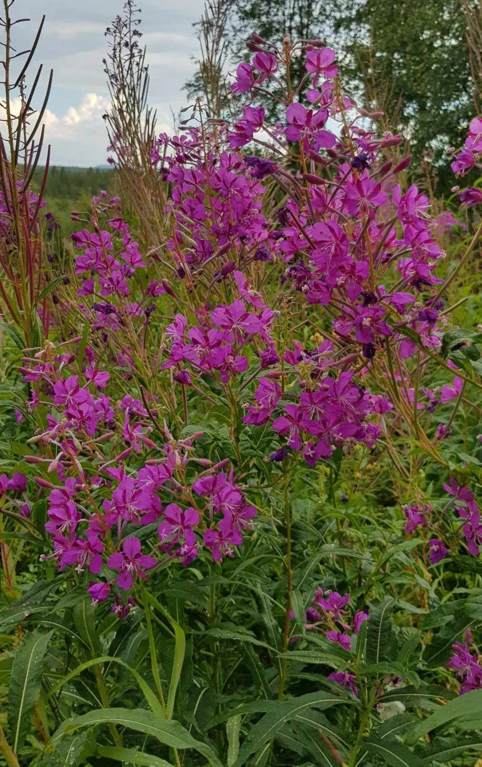 Innkalling til Fjellstyremøte den 29. august. 