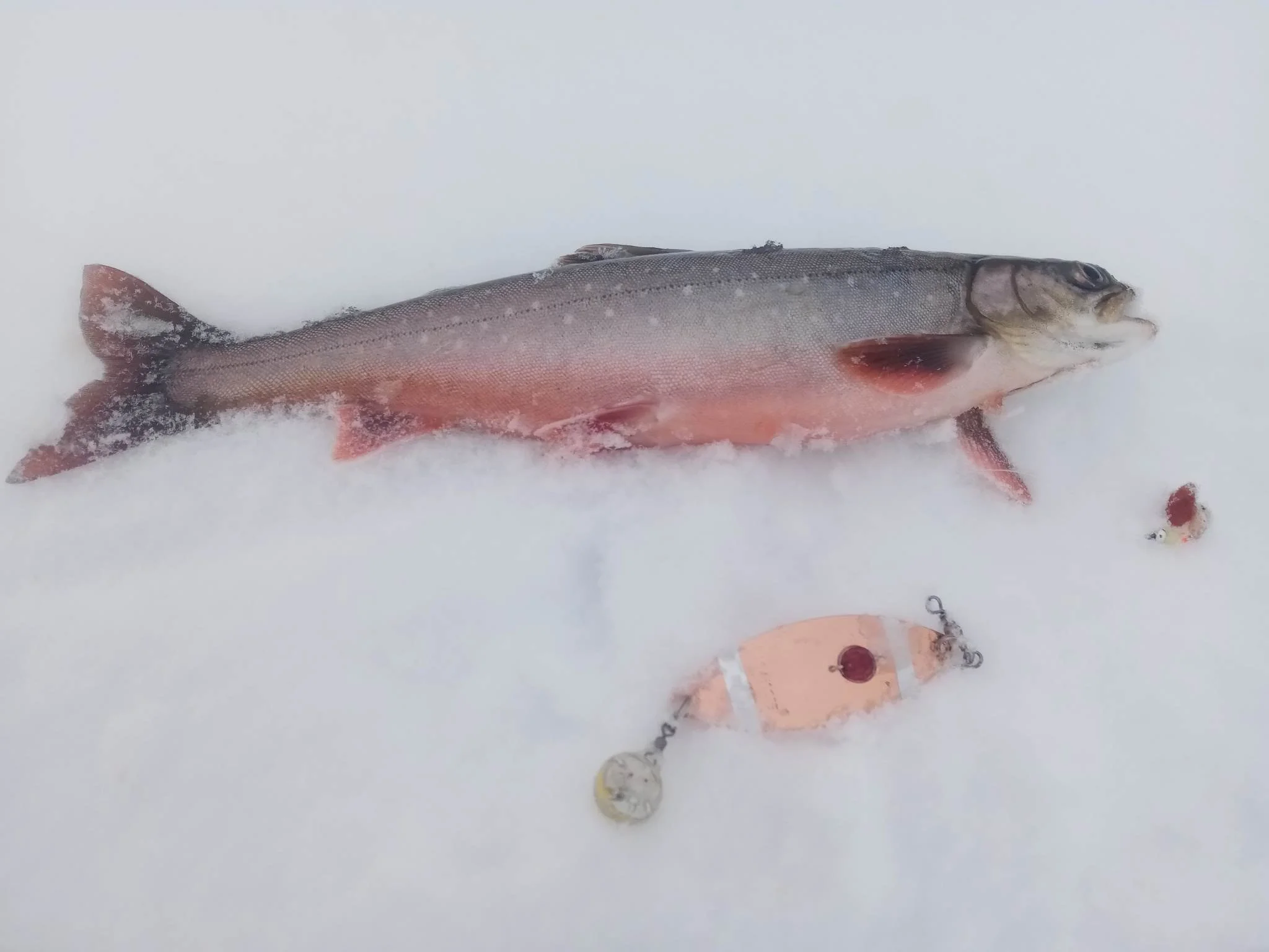 Rapport fra dyktig isfisker