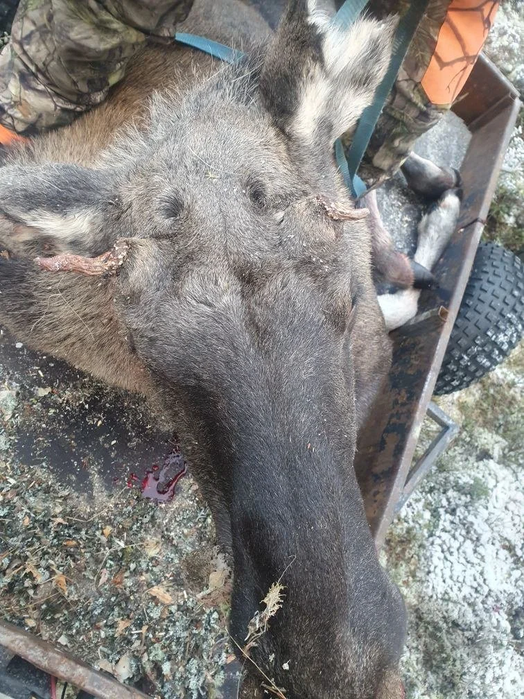 Noen elgfall i helga.