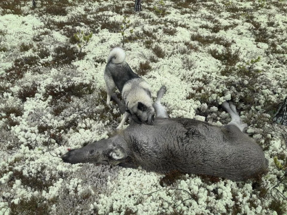 Rufsete vær på mårran