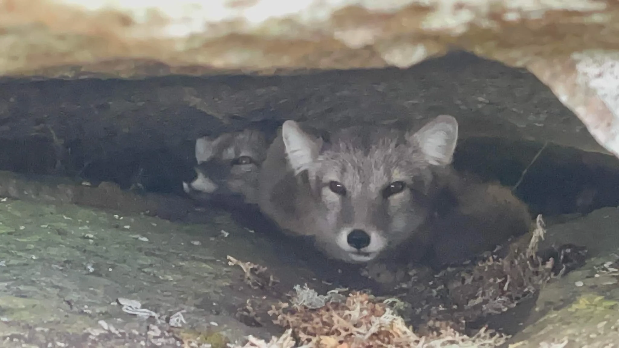Fjellrev i Lillerøåsen.