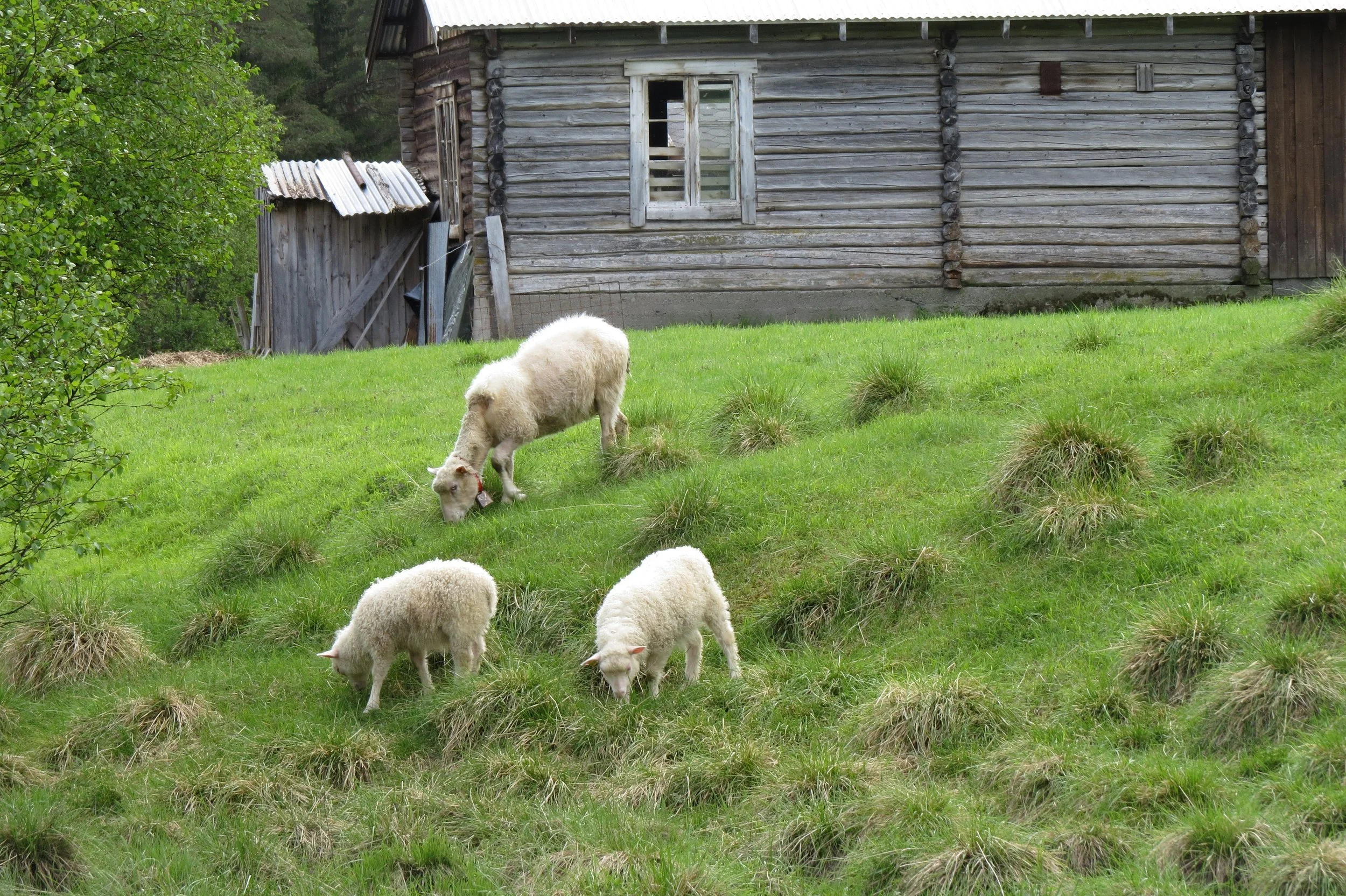 Utlysning av etablererstipend til storfeholdere og småfeholdere/hjorteoppdrett 