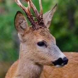 Presisering rundt tildeling av jaktkort
