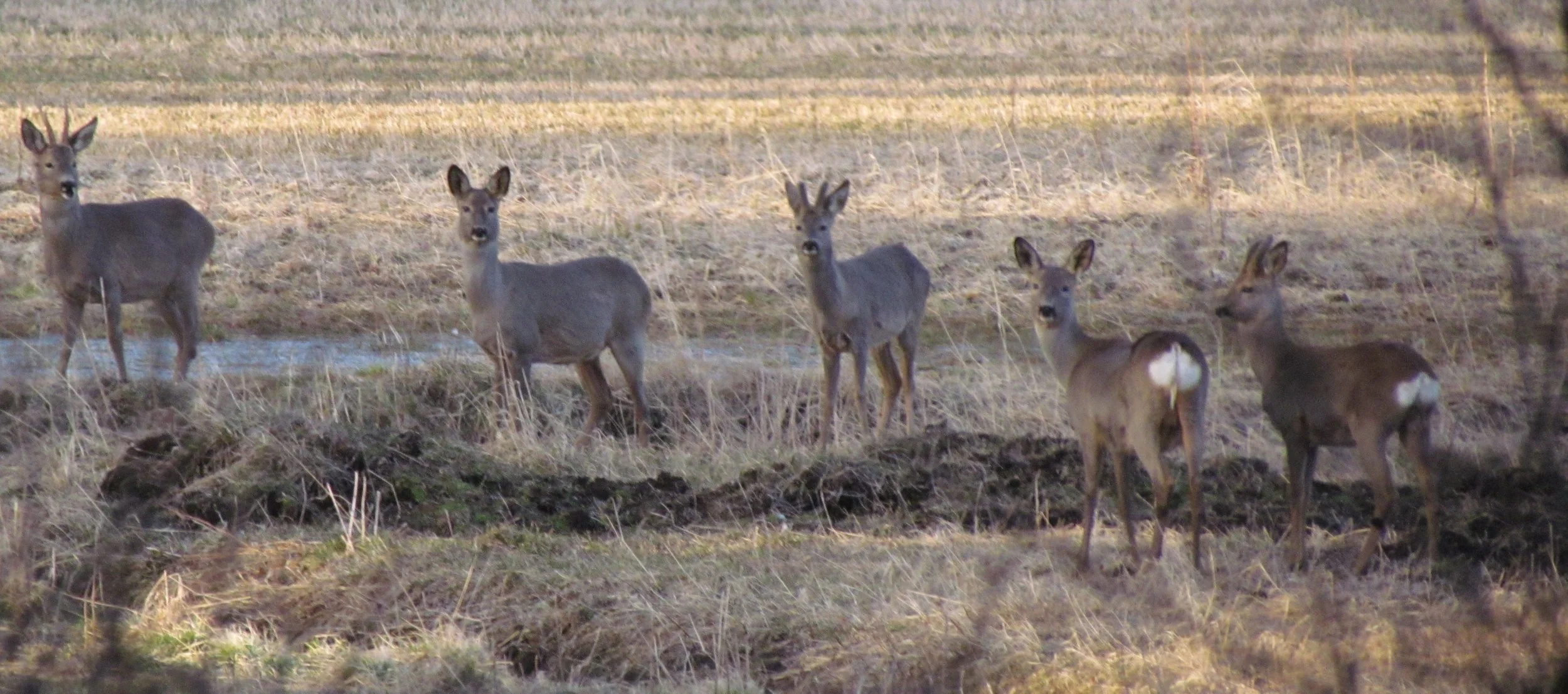 Rådyrjakt på statsallmenningen i Engerdal 2022