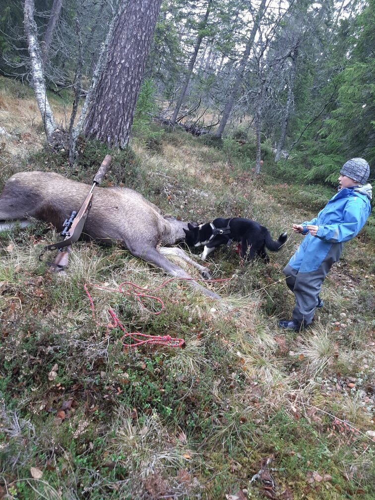 Lite fart i elgskogen i dag.