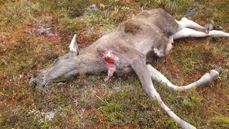 Påkjørt elg som ikke er varslet om