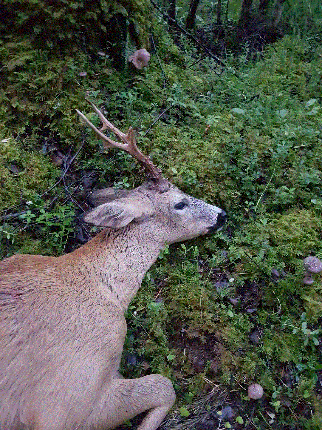2 bukker igjen på kvota
