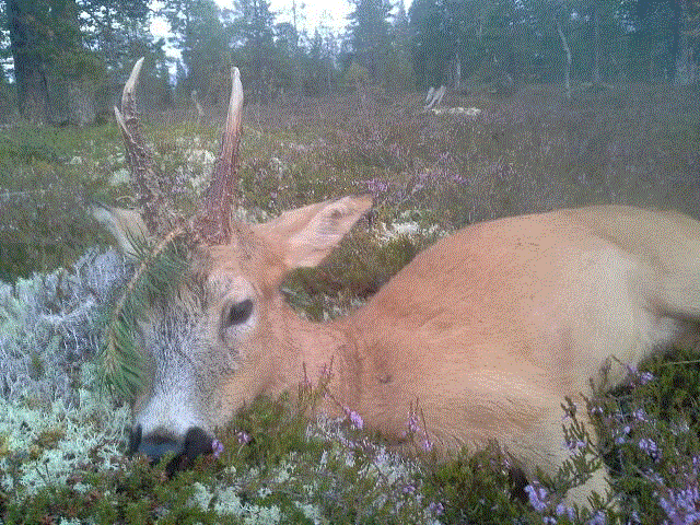 Bukkefall i Sømådalen