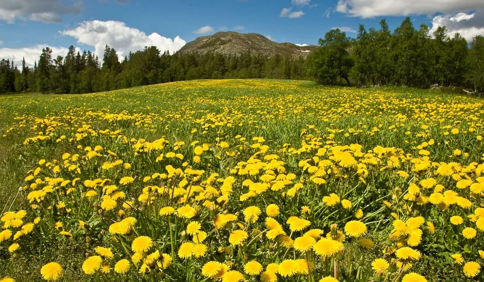 Protokoll fjellstyremøte 05.06.25