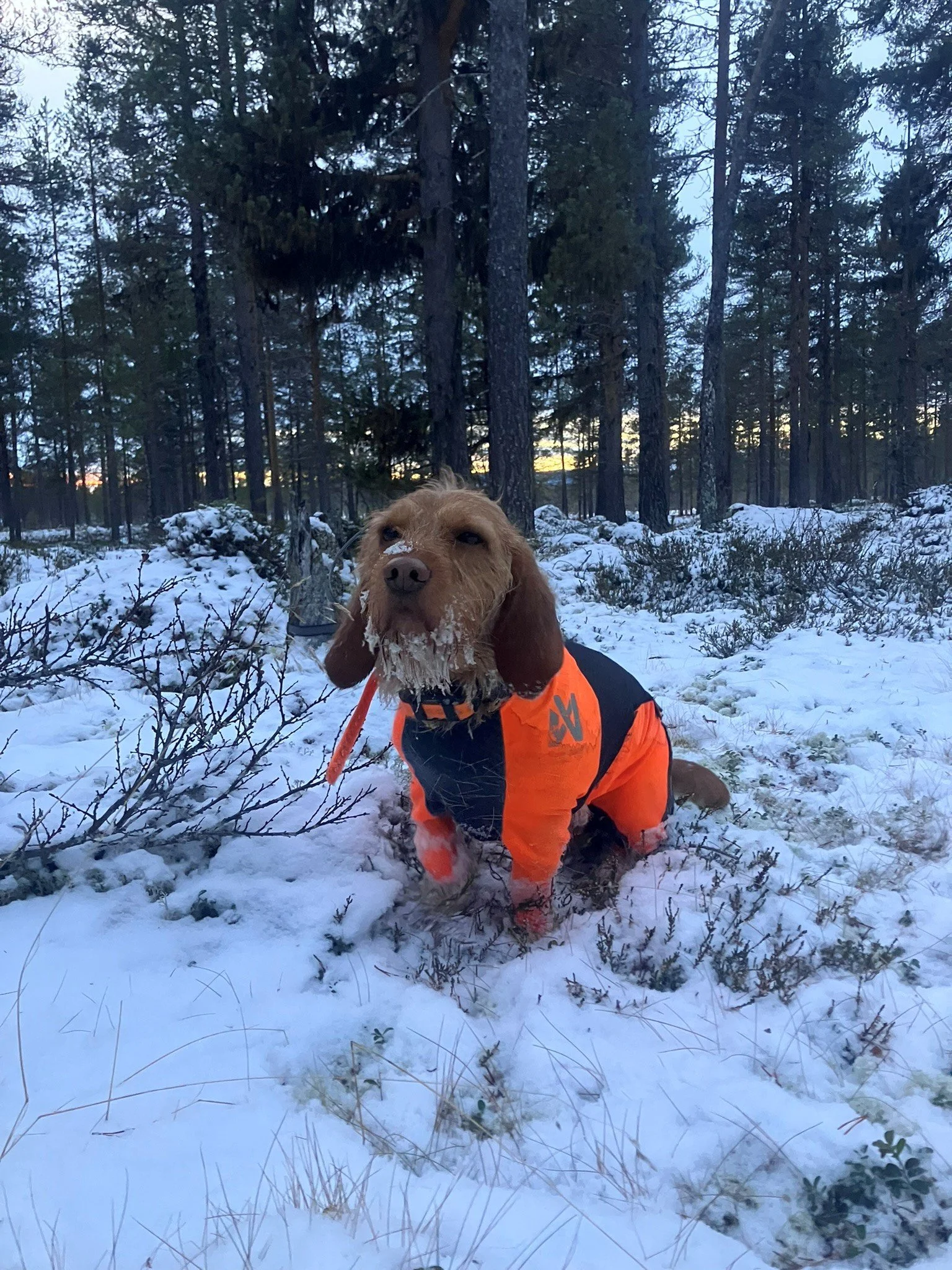 Introjakt rådyr hund 2025.jpg