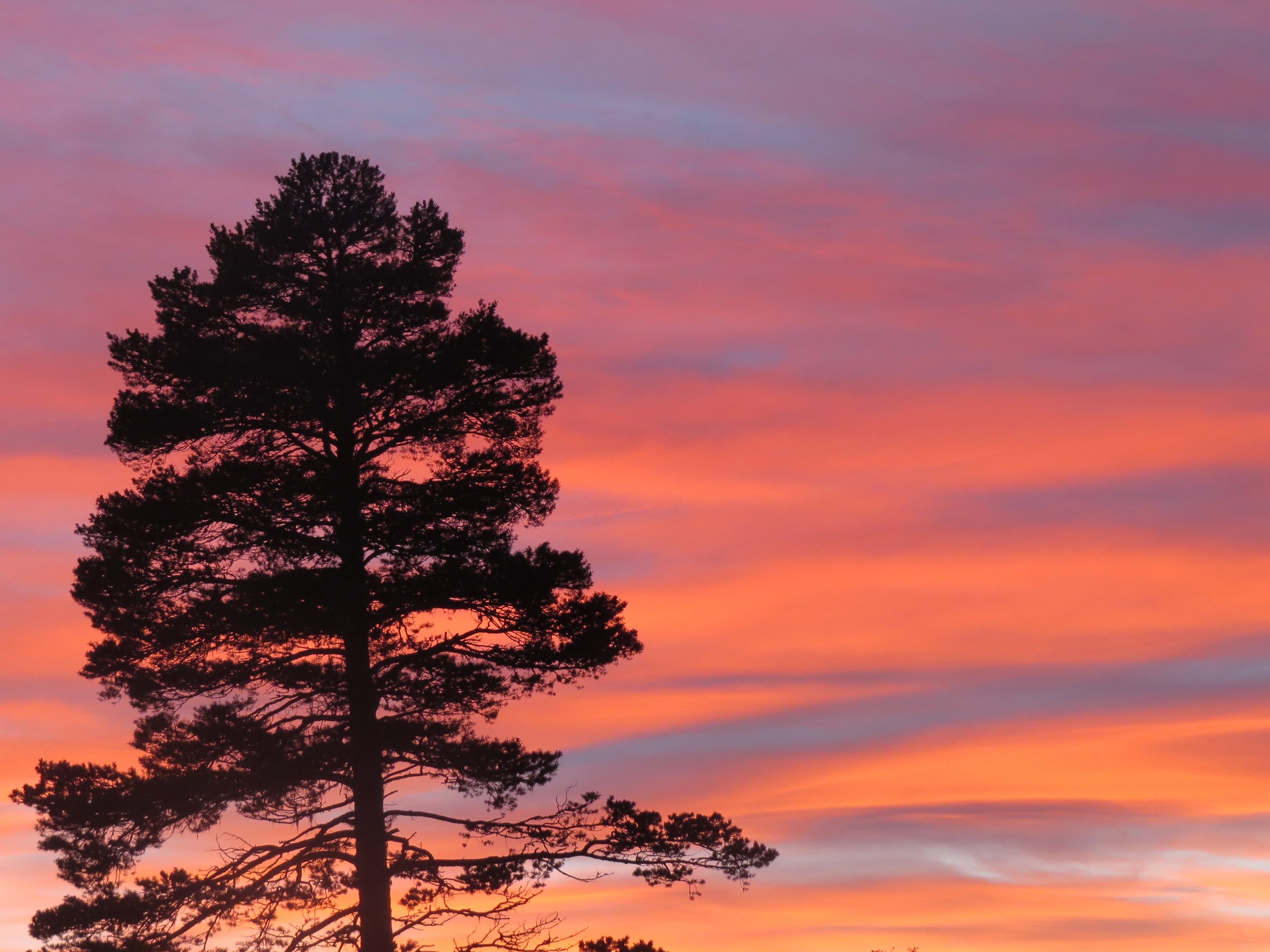Protokoll fra styremøtet den 18. desember.