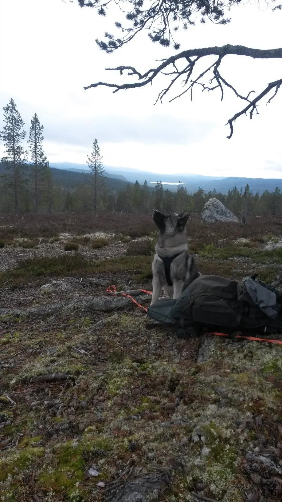 Åpent møte om elgforvaltning på statsallmenningen.