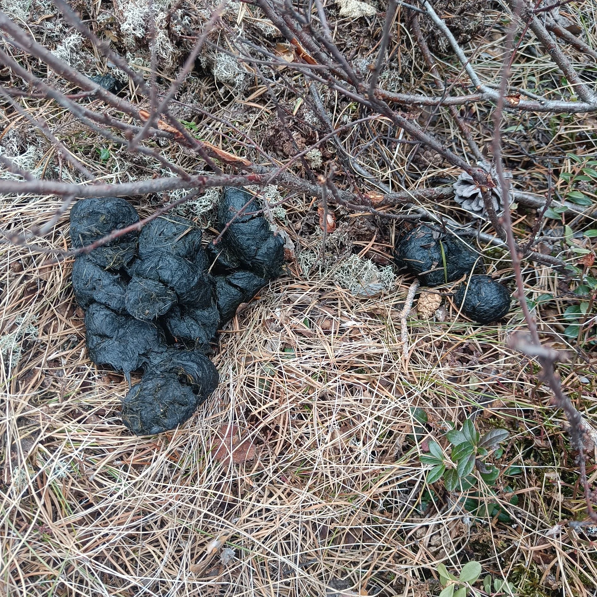 Dna resultater for Bjørn