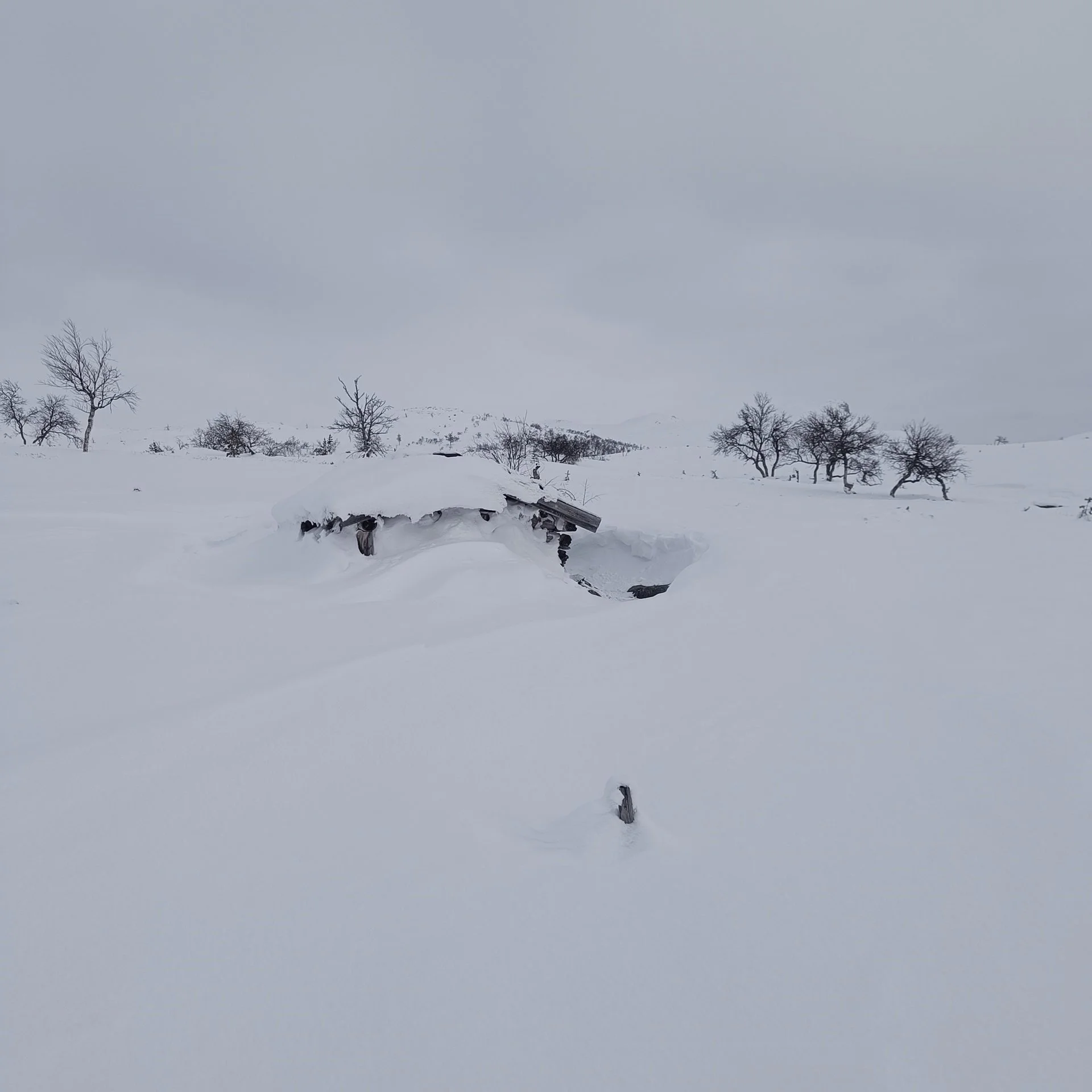 Utkjøring av ved til ljørbuer