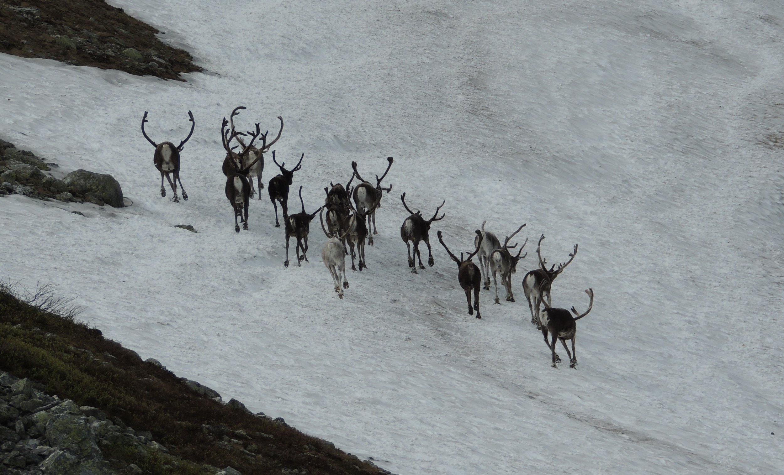 Finner du tamreinkadaver - meld ifra!