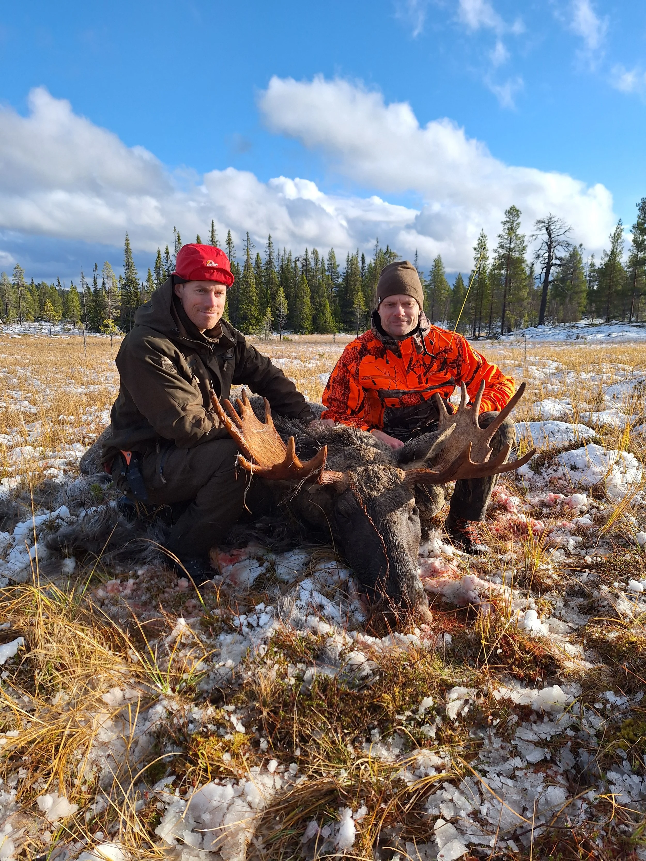 Utlysning av elgjakt 2026-2029