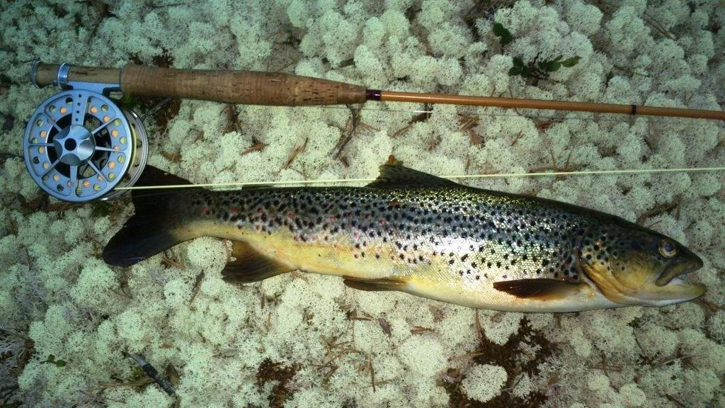 Ledig stilling som røkter på fiskeanlegget i Snerta