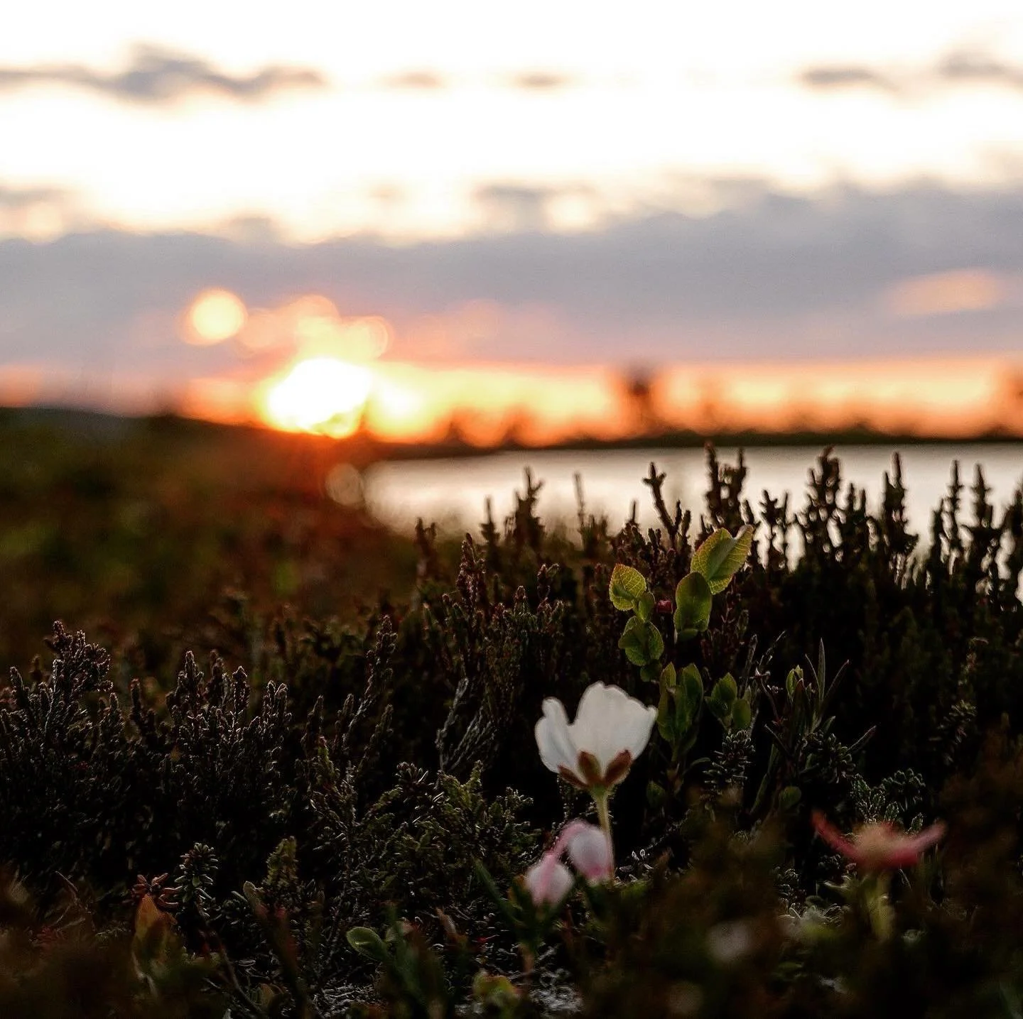 Blir det multer i &aring;r tro? 😊 Det blomstrer s&aring; fint p&aring; myrene og vi krysser fingrene for at vi om ei stund kan h&oslash;ste 🤩! Snart sommer i fjellet med fine opplevelser og uteliv! 

#engerdalfjellstyre #fiske #naturopplevelser #fj