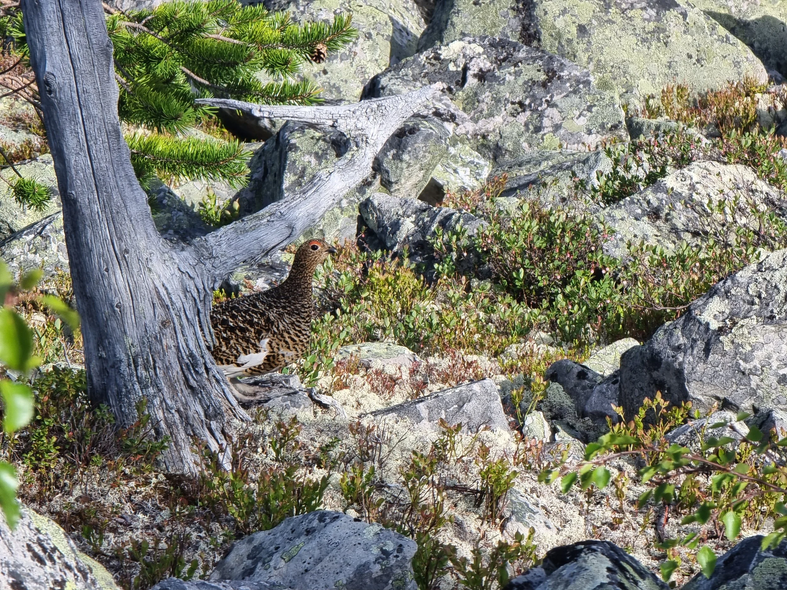 Informasjon om rype- og skogsfugltaksering 