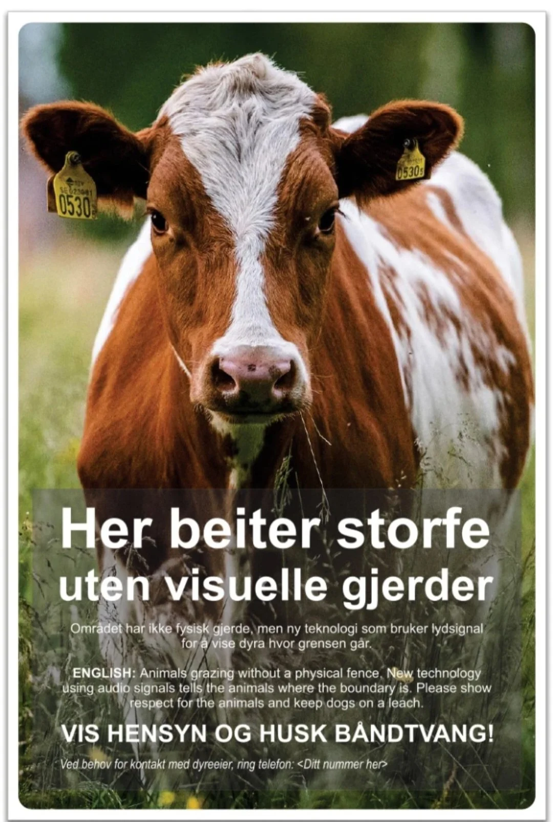 Storfe.jpg