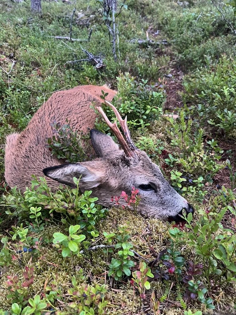 2 bukker igjen på kvota