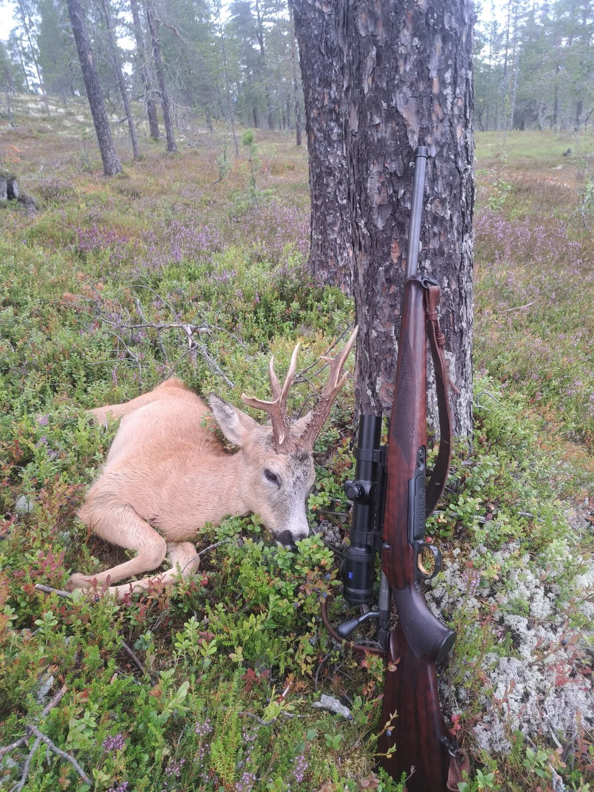 Da gjenstår det en bukk på kvota.