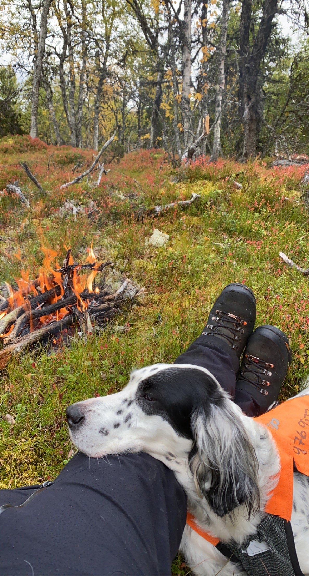 Rype- og skogsfugljakt på statsallmenningen.