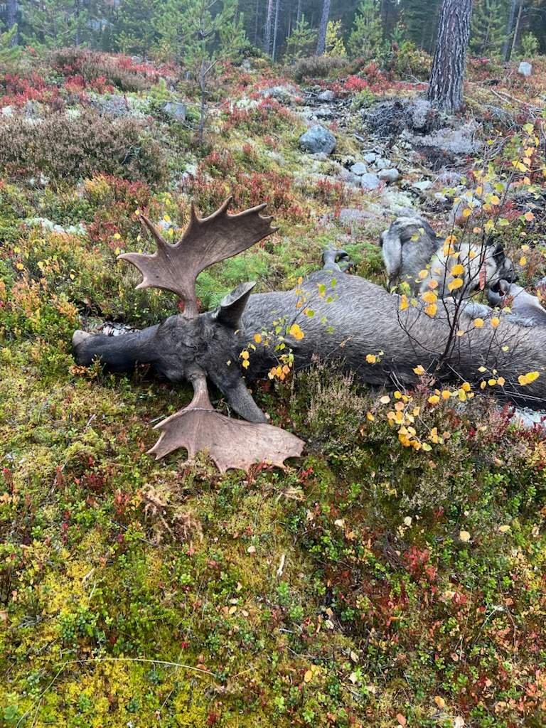Dagens elgfall