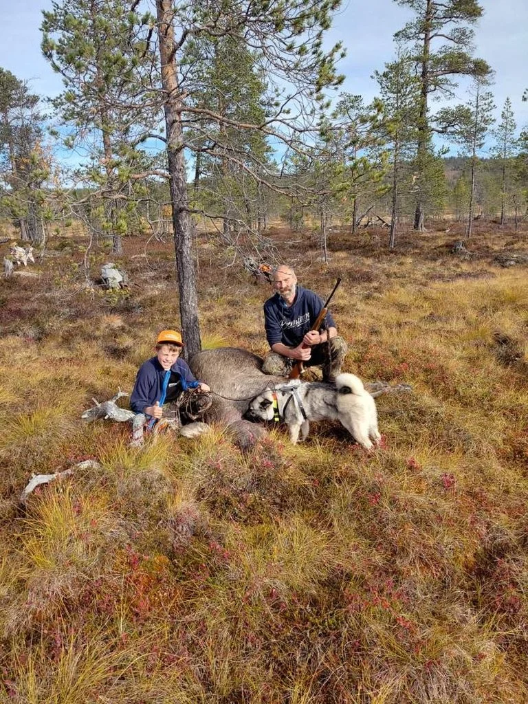 En roligere dag i elgskogen.