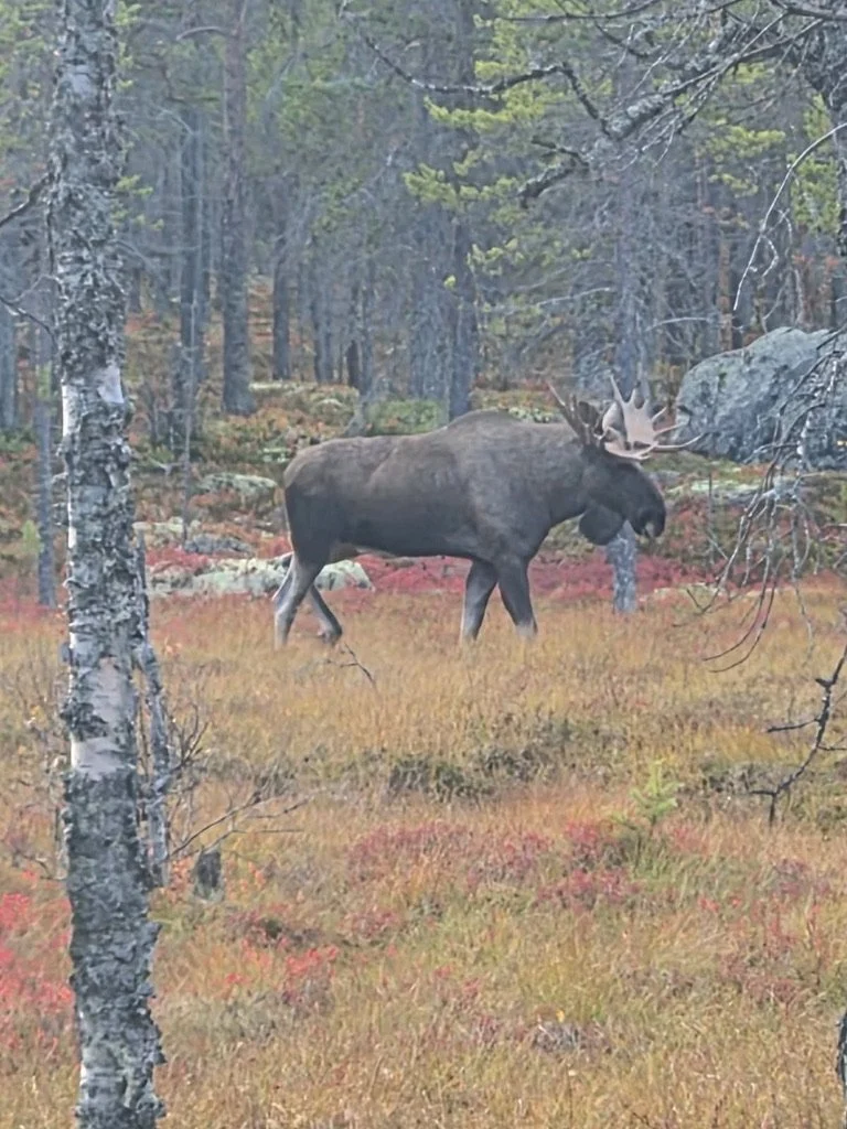 En STOR jaktopplevelse fra Buvika.