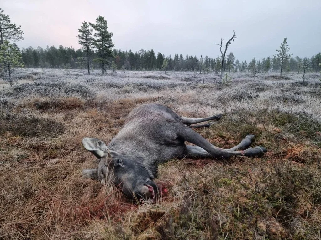 Elgskogen og småviltjakta