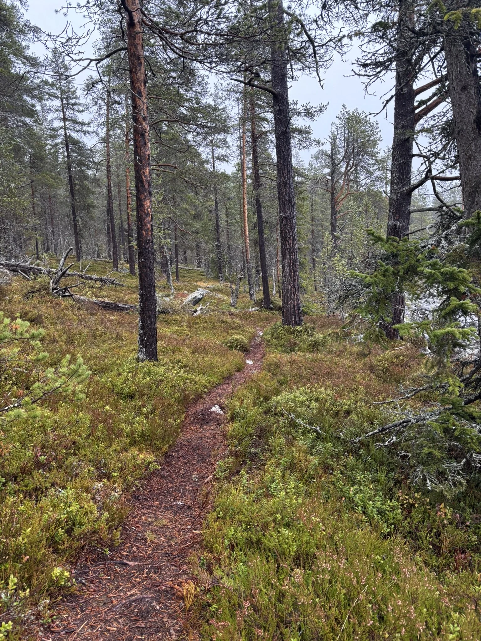 Snart helg og introjakt i elgskogen.