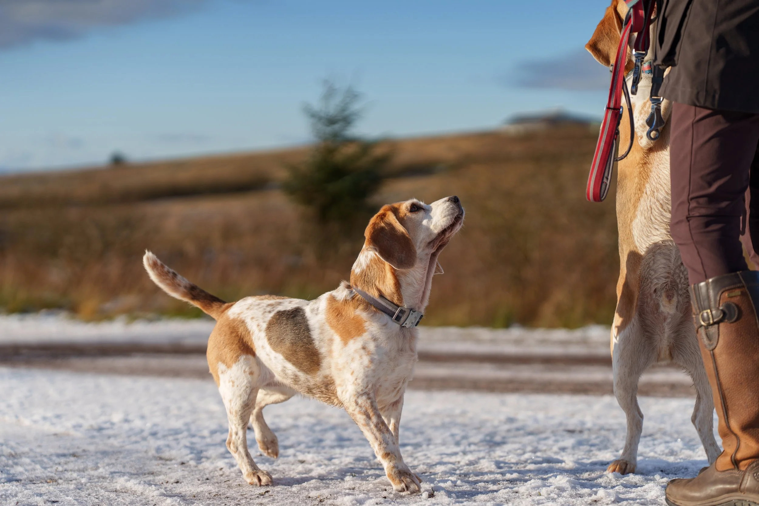 A beagle puppy looking up at a person and a larger dog outside on a snowy ground with hills in the background.