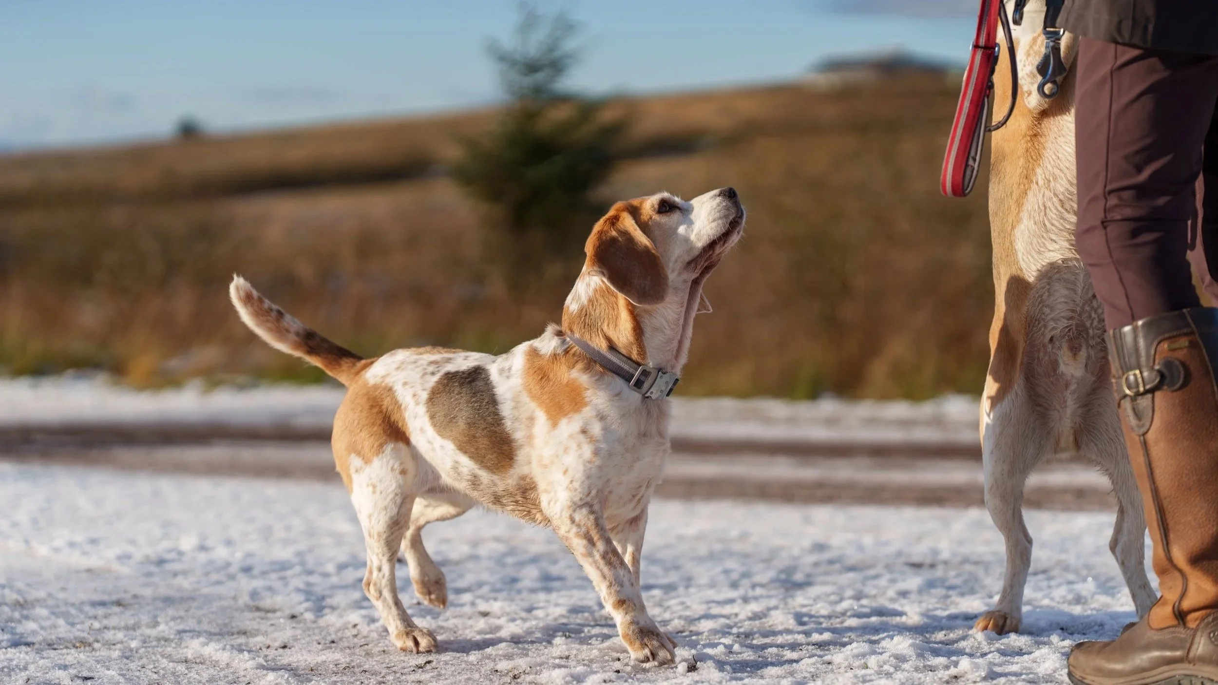 A beagle puppy looking up at a person and a larger dog outside on a snowy ground with hills in the background.