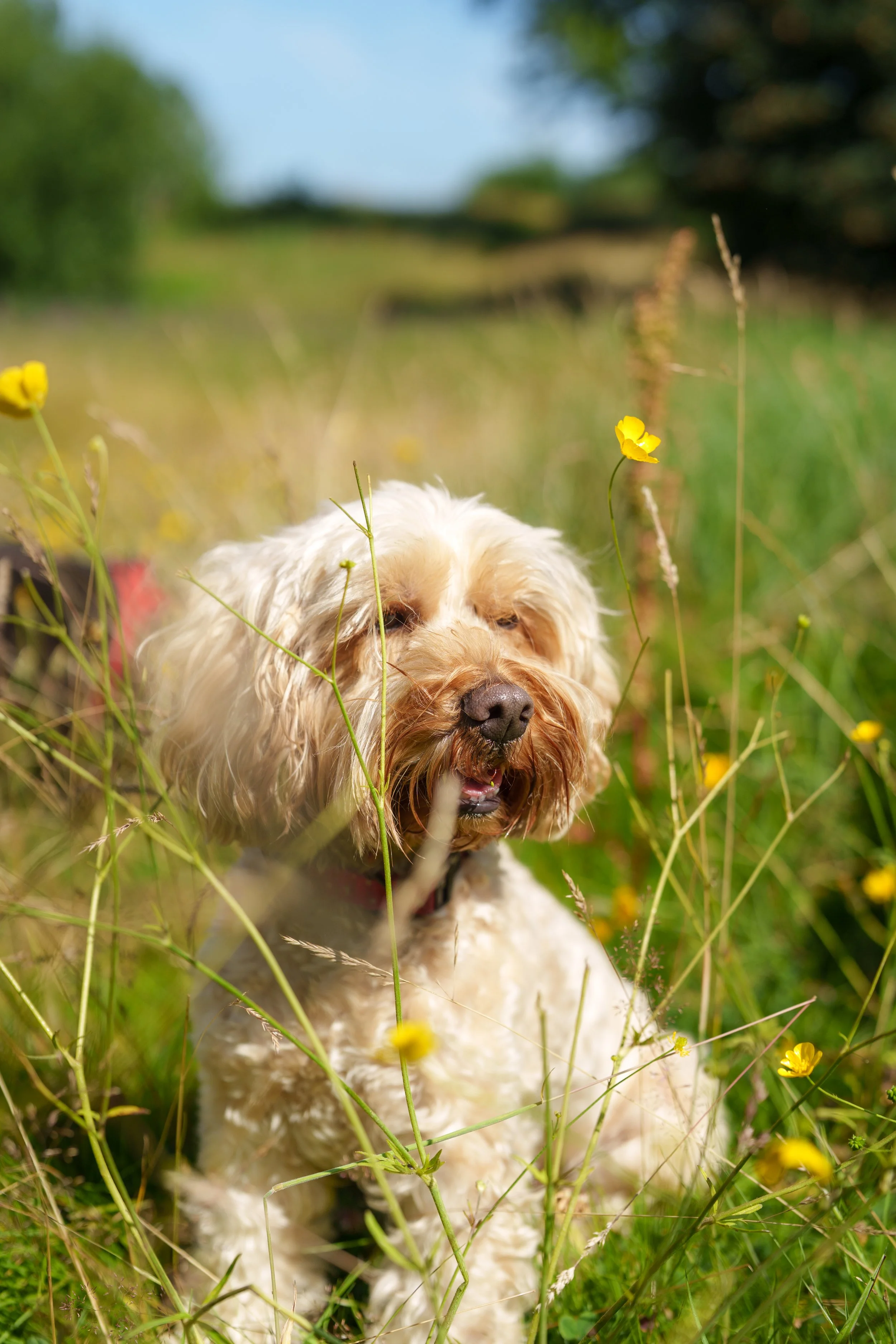 A dog with cream and brown curly fur sitting among tall yellow wildflowers and grasses in a green field on a sunny day.