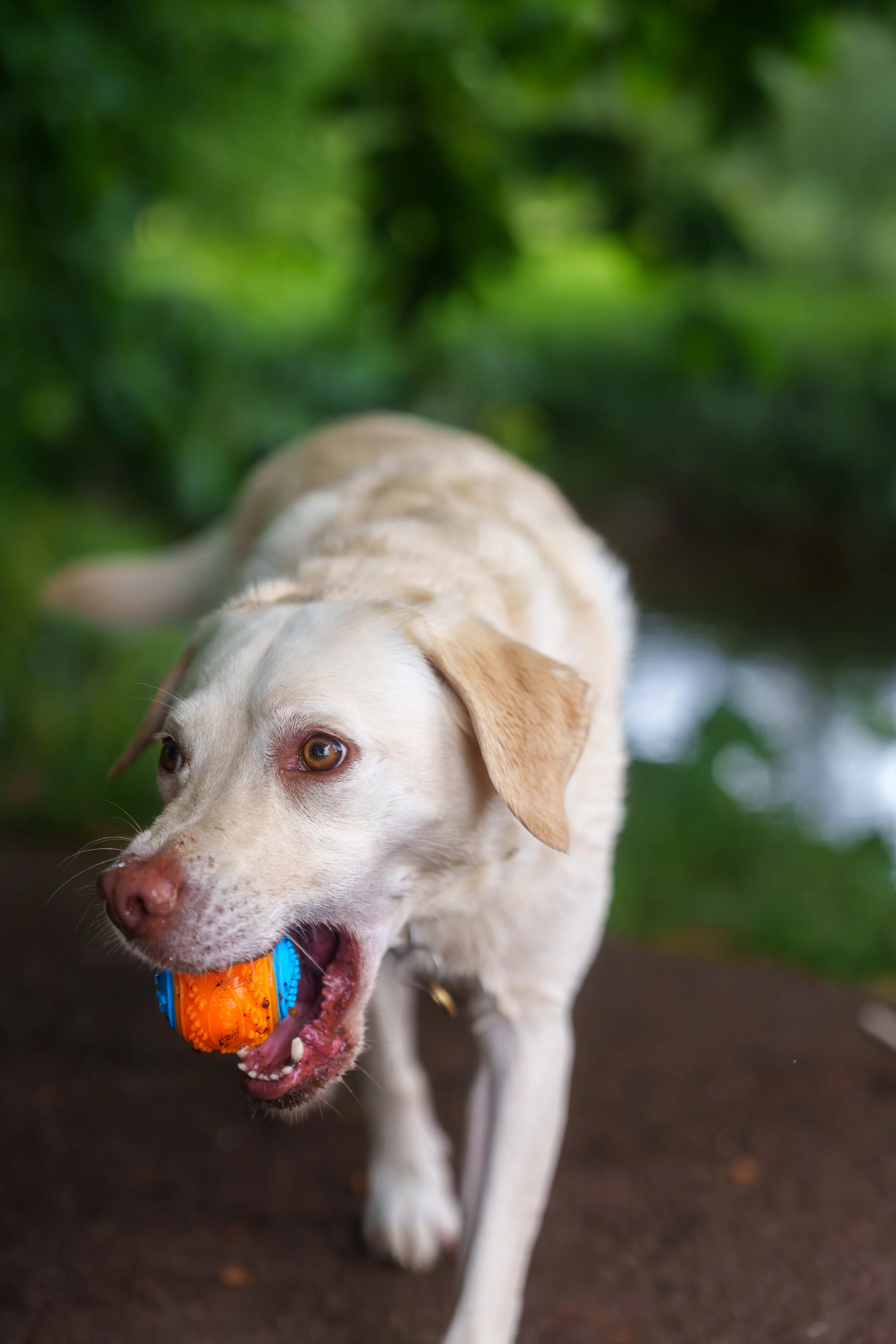 A light-colored Labrador Retriever dog running outdoors on a dirt path, holding a colorful rubber toy in its mouth, surrounded by green foliage.