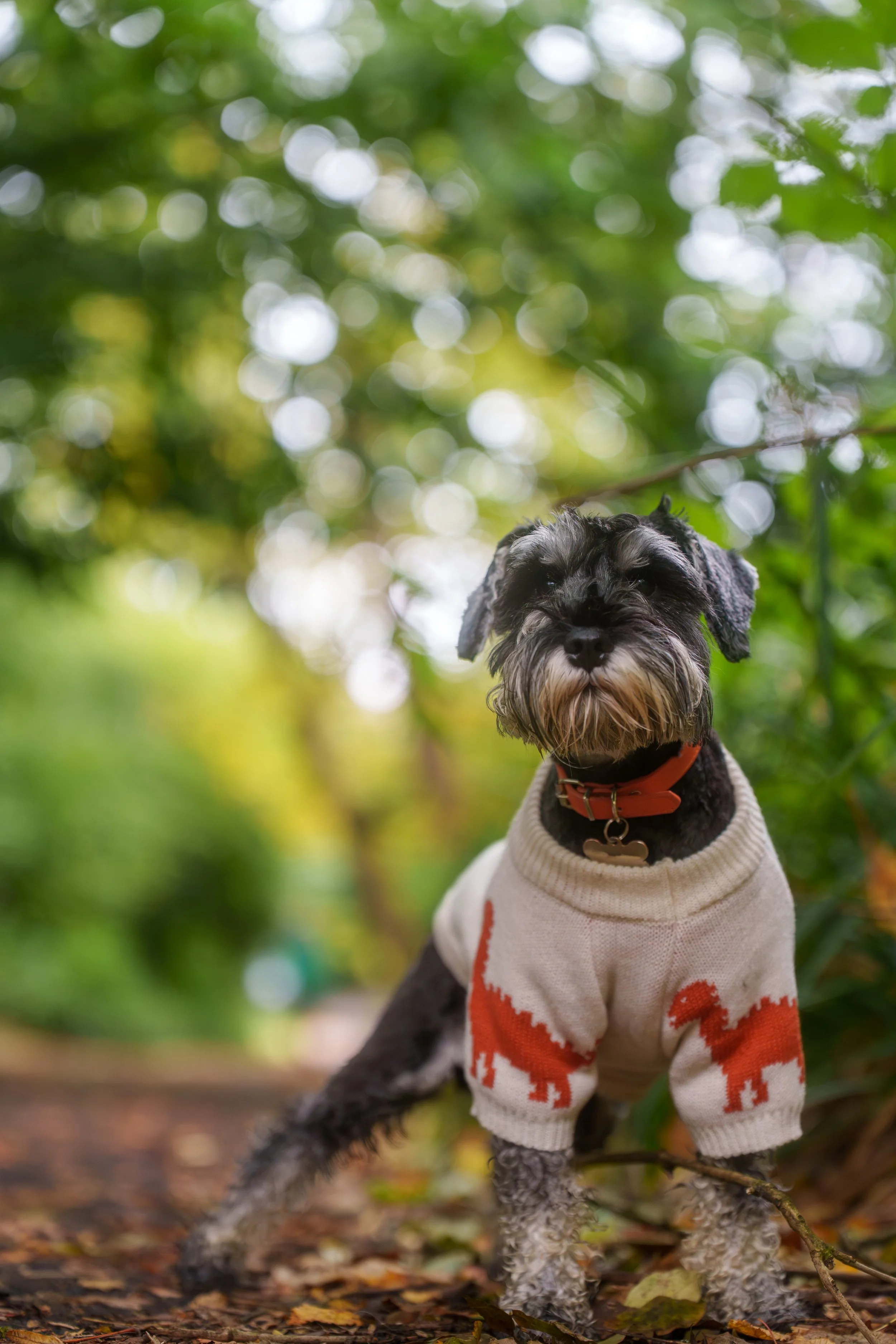 A small dog with a black and gray curly coat wearing a white sweater with red dinosaur patterns, sitting outdoors on a trail surrounded by green foliage and fallen leaves.
