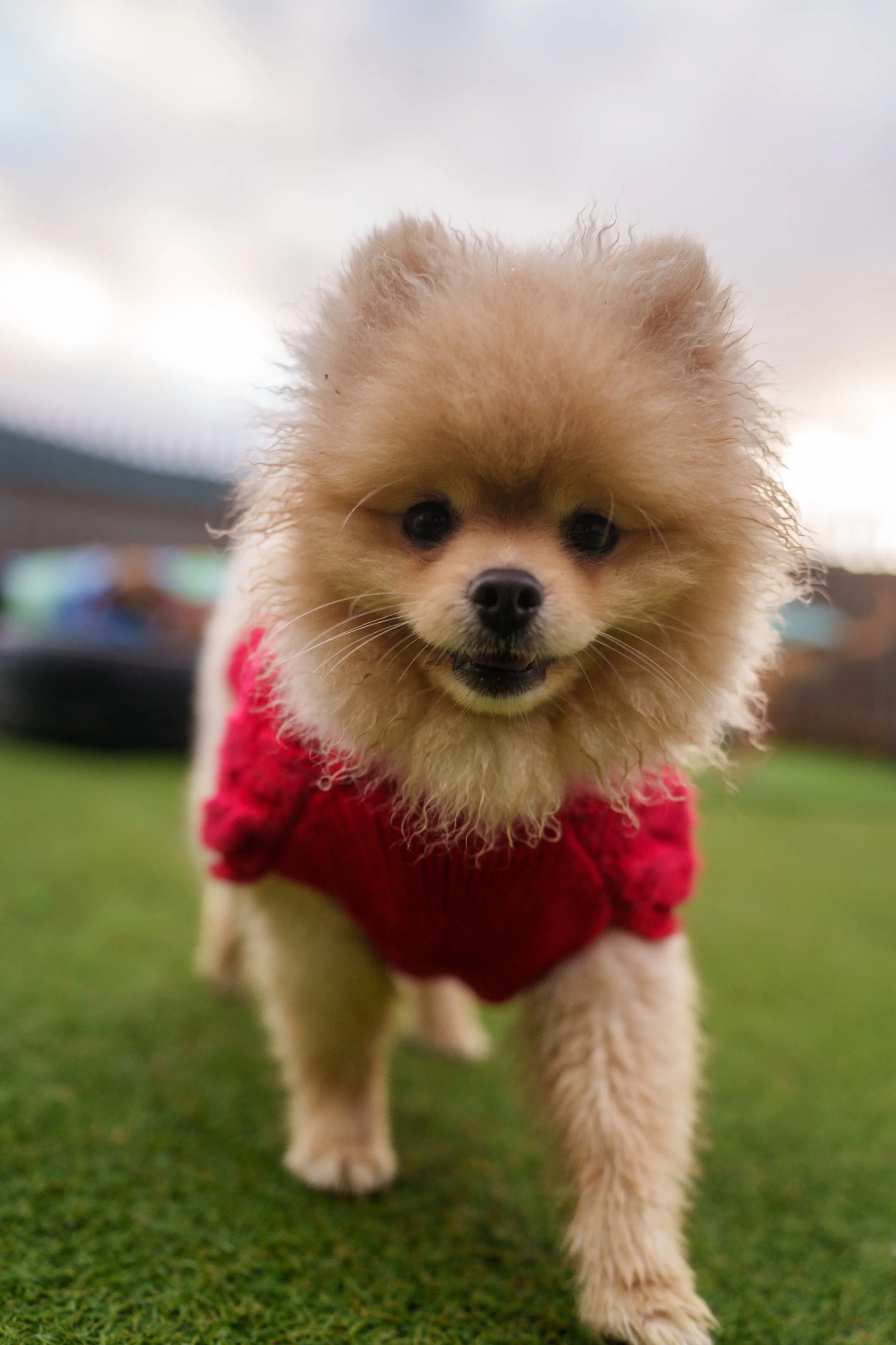 A fluffy Pomeranian puppy with tan fur and black eyes, wearing a red sweater, walking on grass outdoors.