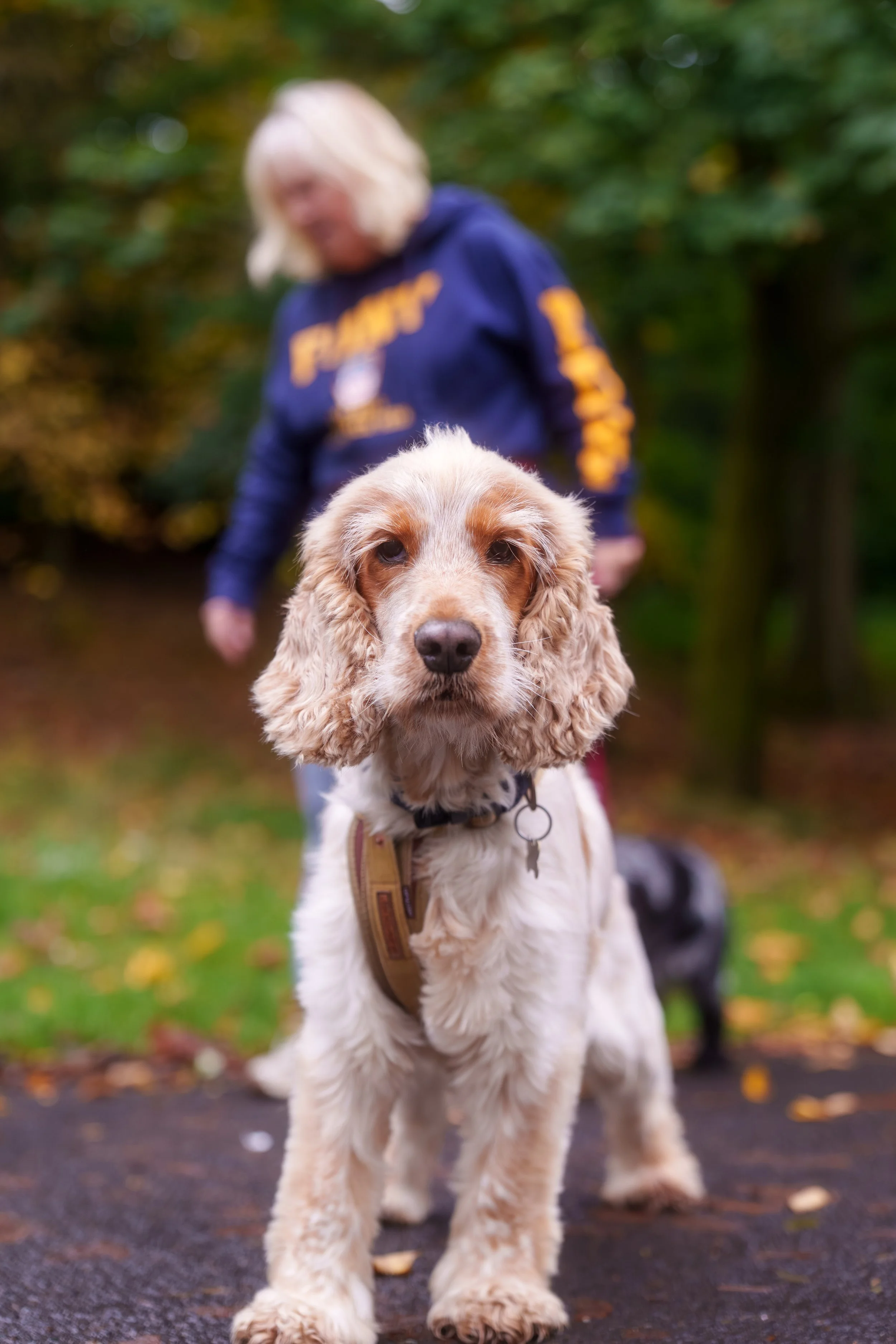 Close-up of a cream-colored Cocker Spaniel puppy with floppy ears, wearing a harness, standing on a park trail with a woman in a blue hoodie and another dog in the background, surrounded by fall foliage.