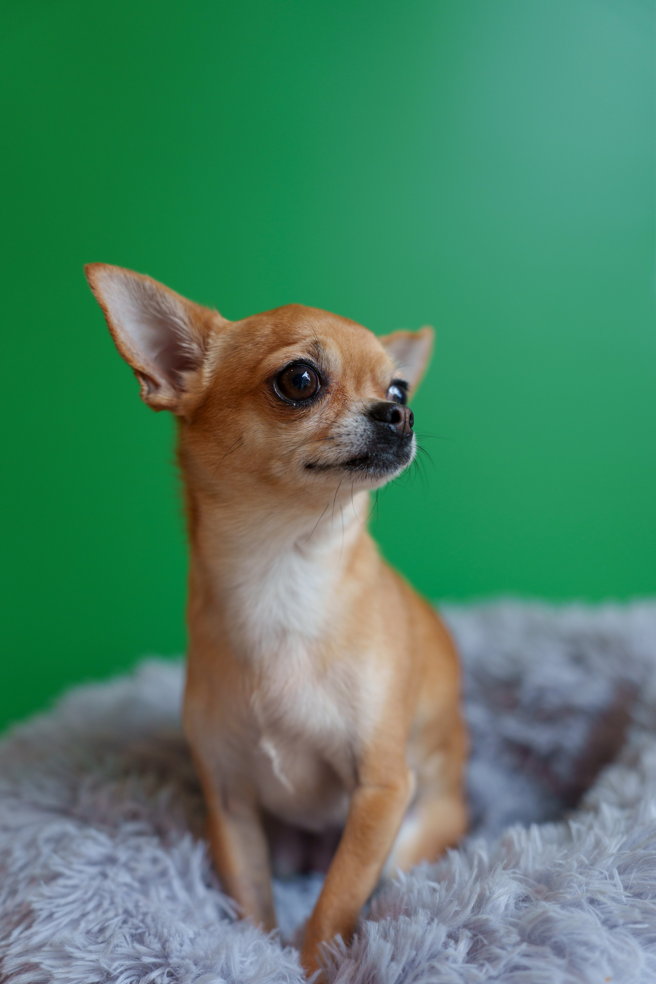 A small tan Chihuahua with large ears sitting on a fluffy grey blanket against a solid green background.