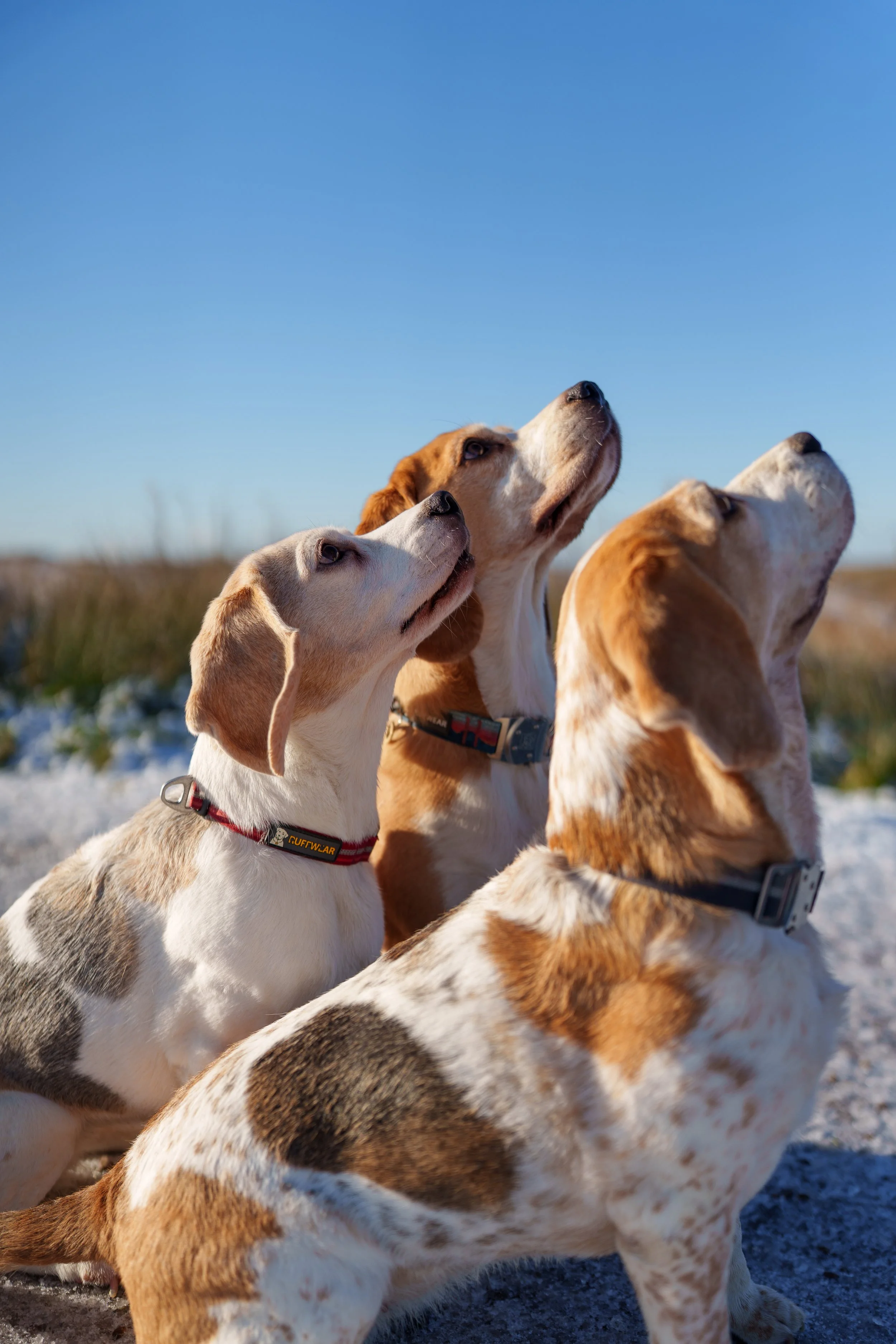 Three beagle dogs sitting on sand outdoors, looking up towards the sky with alert expressions, under a clear blue sky.