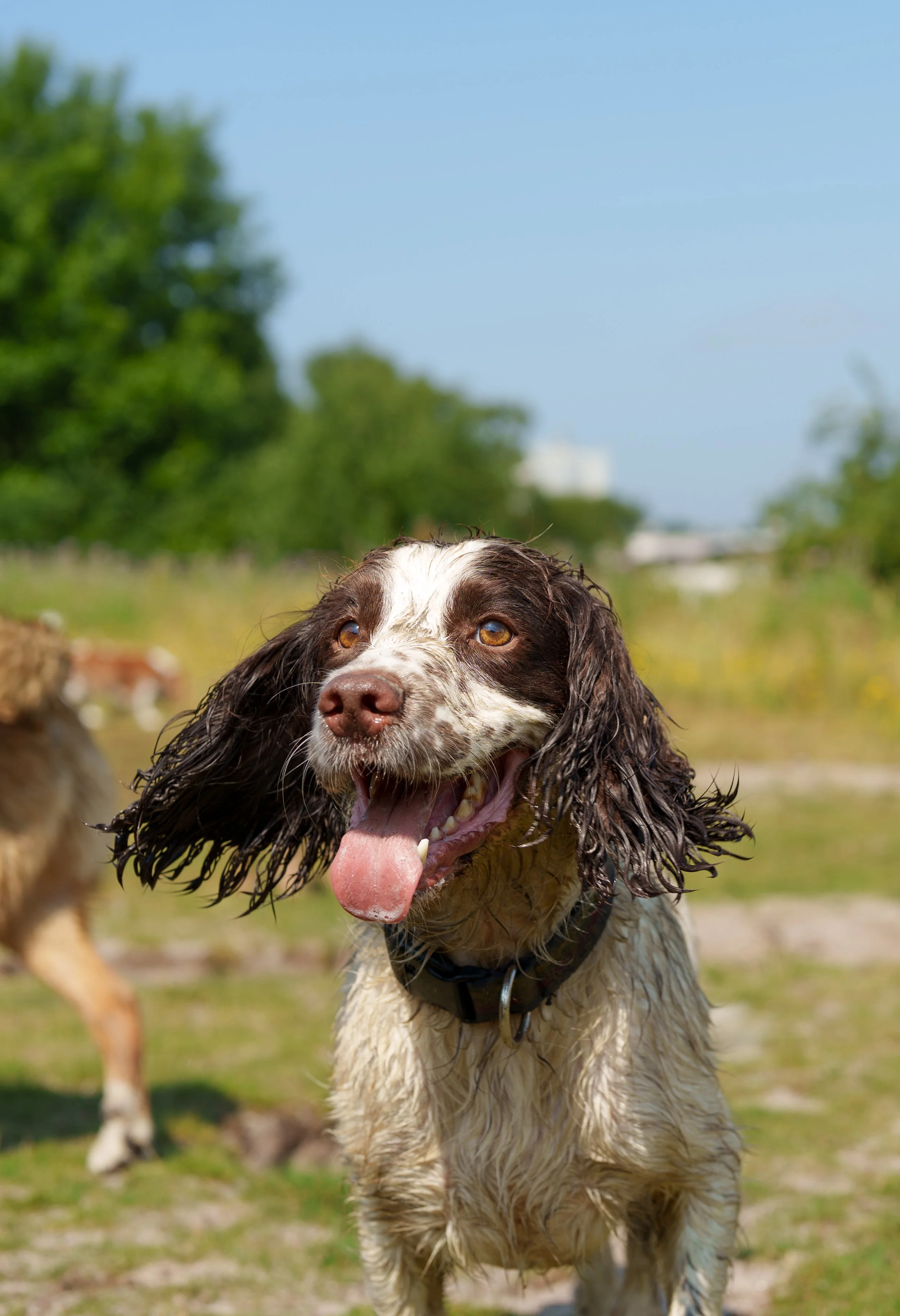 Wet springer spaniel dog with tongue out, outdoors on grassy field with blue sky and blurred trees in the background