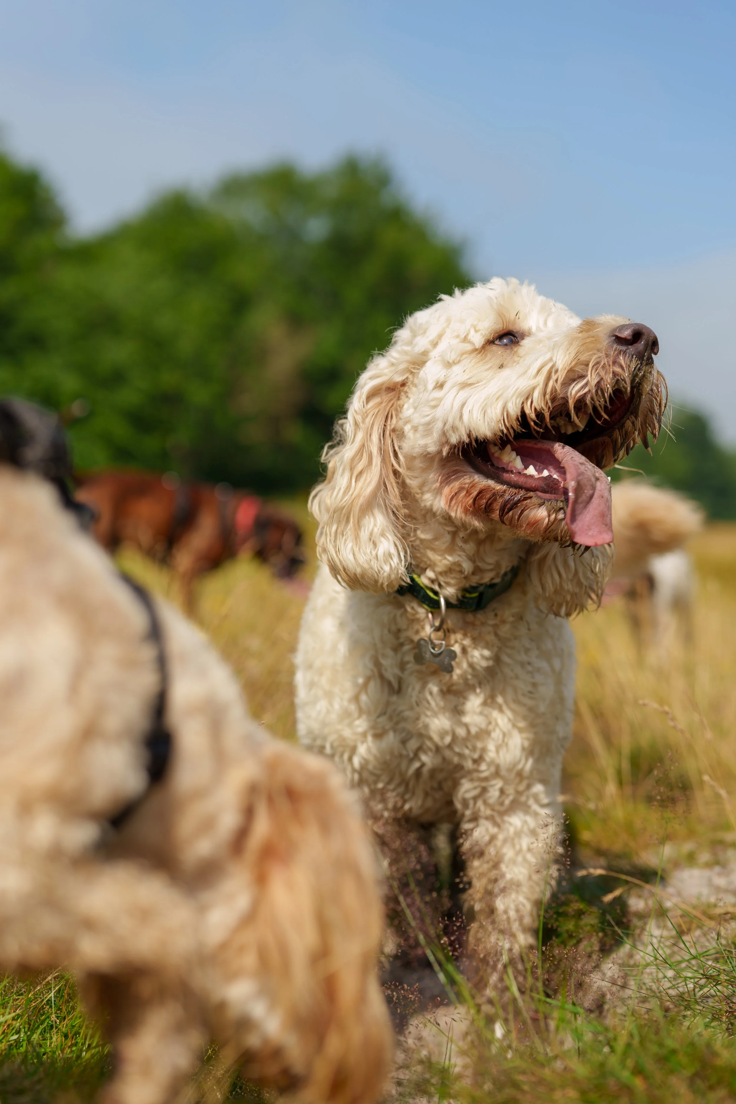 A happy, curly-haired dog with a pink tongue hanging out, standing outdoors in a grassy area with trees and a blue sky in the background.