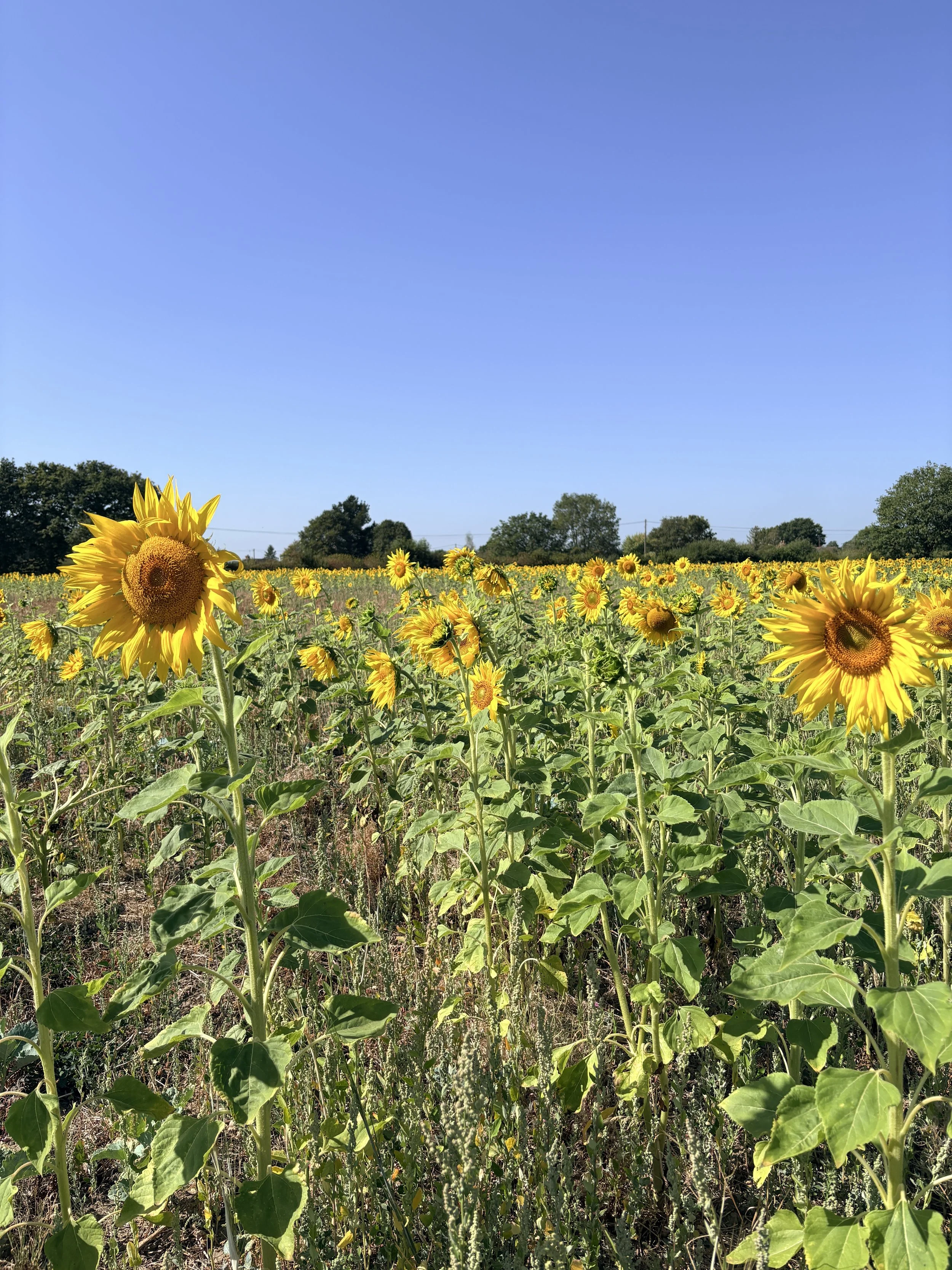 Sunflower field in Worcestershire in the sunshine