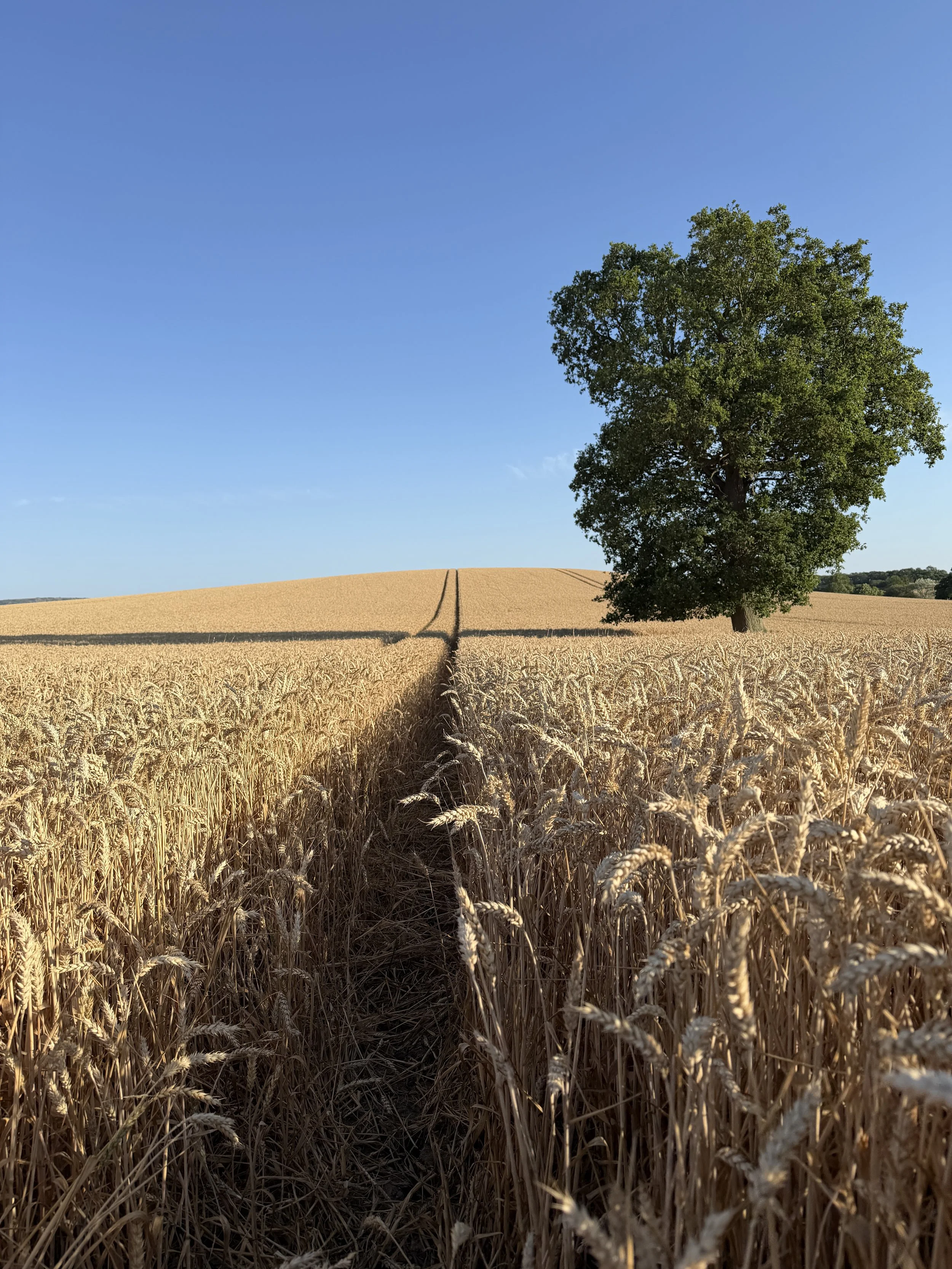 Wheatfield and oak tree
