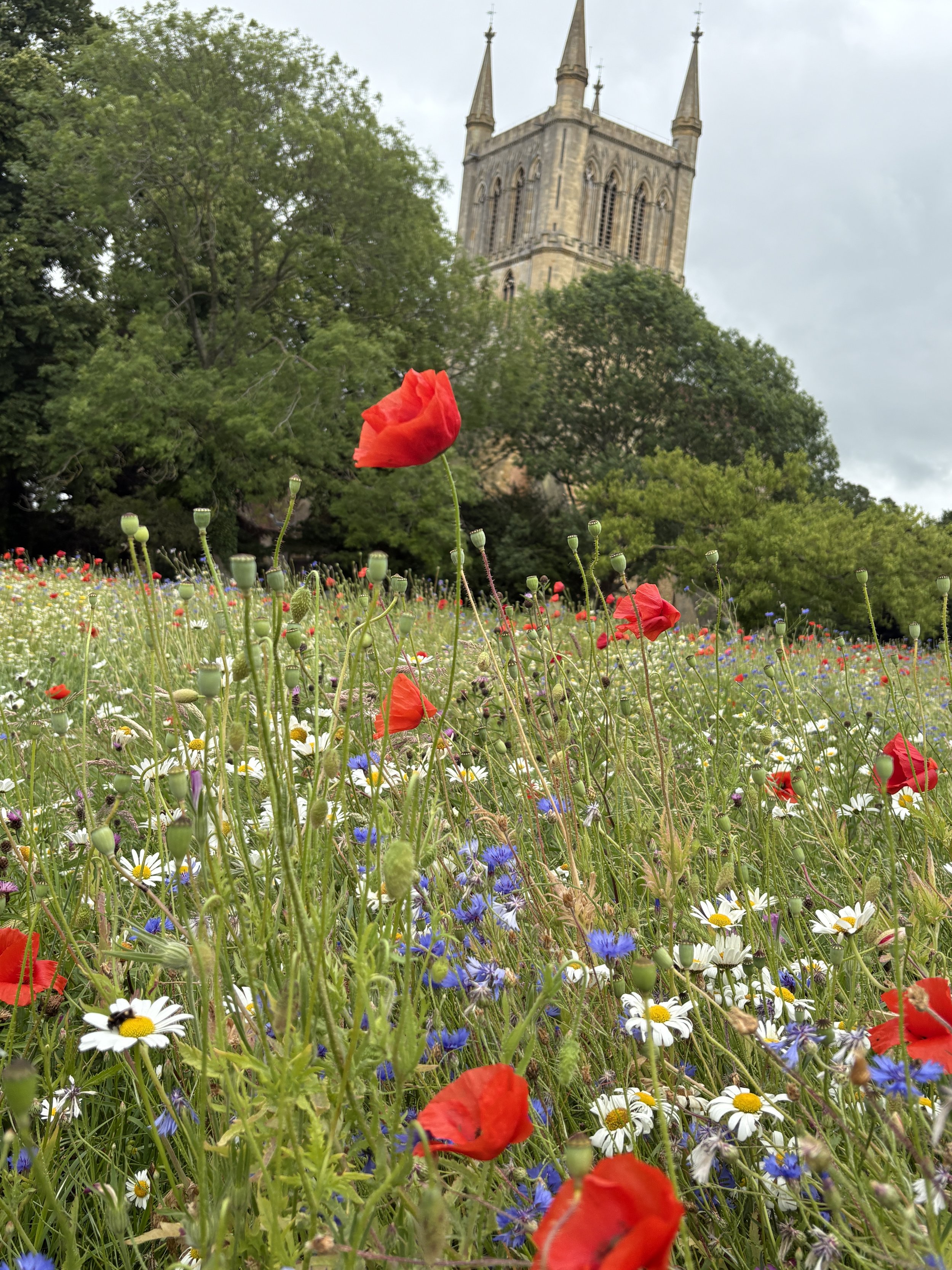 Pershore Abbey Worcestershire with poppies