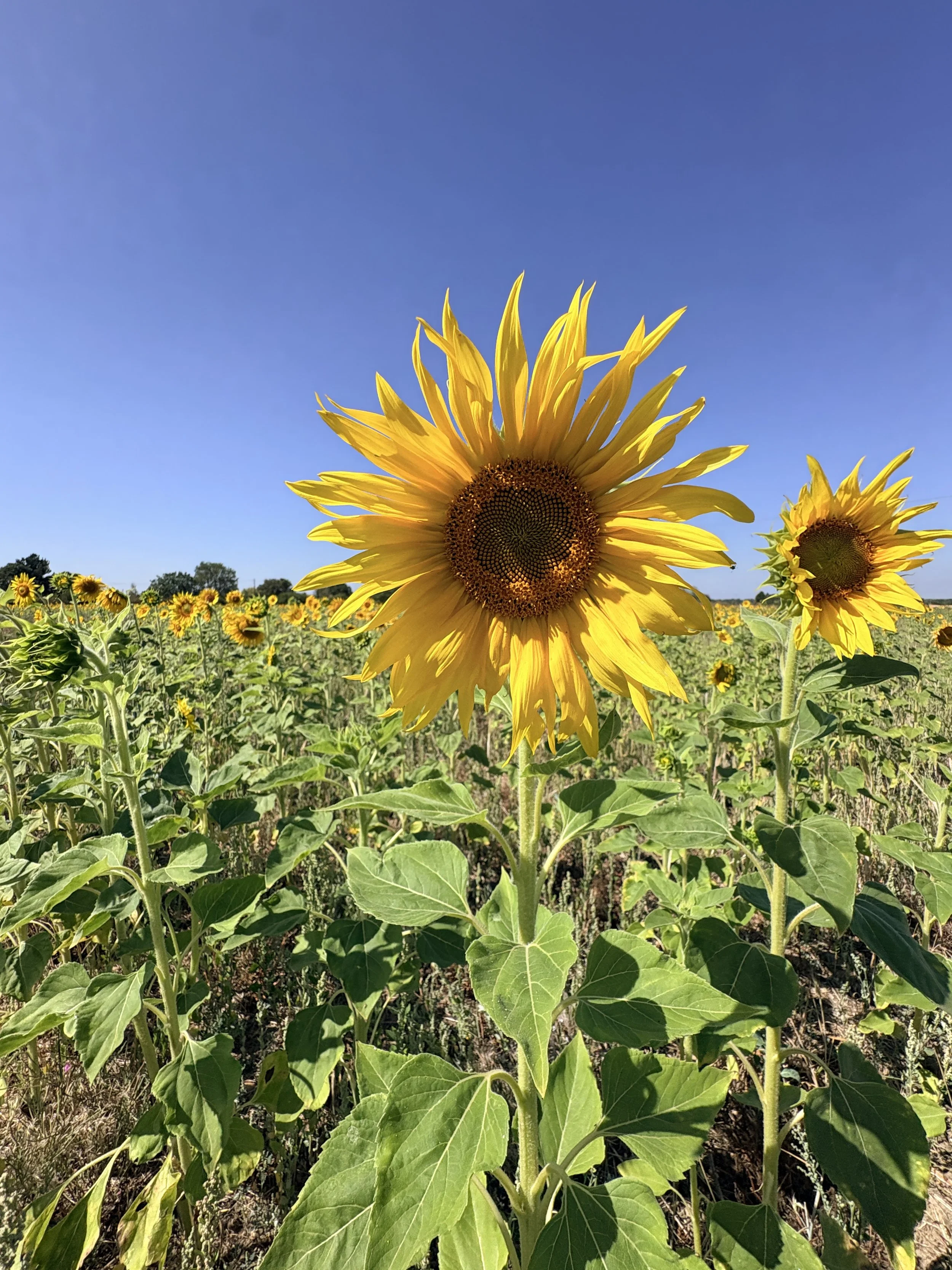 Sunflower field in Worcestershire on sunny day