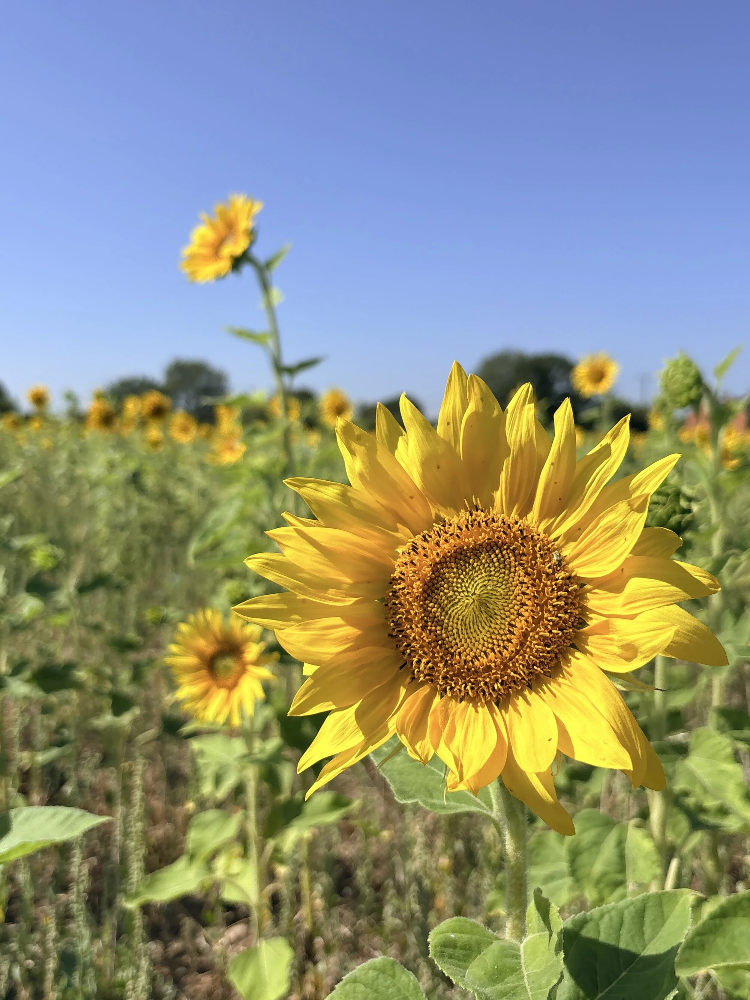 Sunflowers growing in a field in Worcestershire