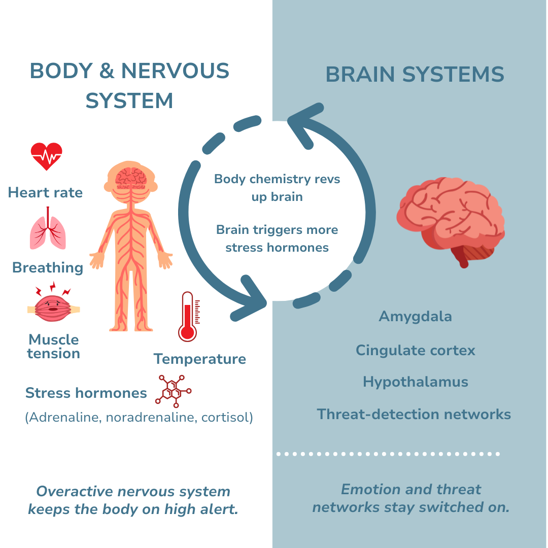 The hyperarousal loop in insomnia. How the brain and body interact to keep you awake even when you're tired.
